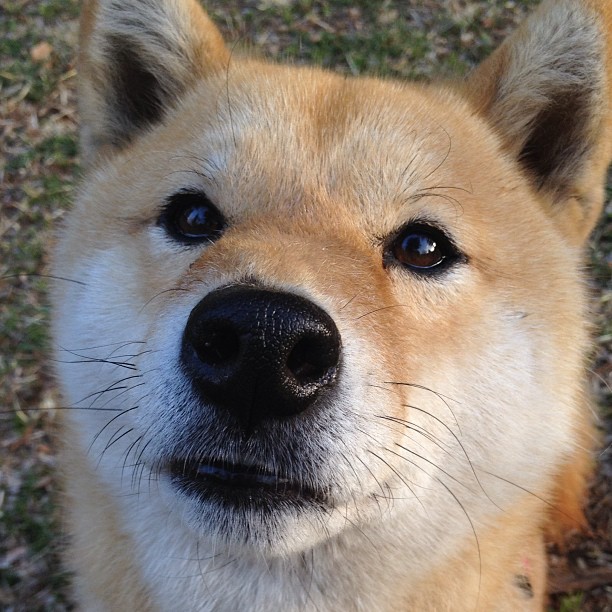 中国女篮团队攻防形成体系 全面提升整体实力，中国女篮阵容分析